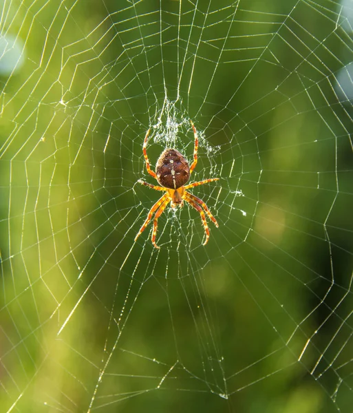 Garden spider in center of web