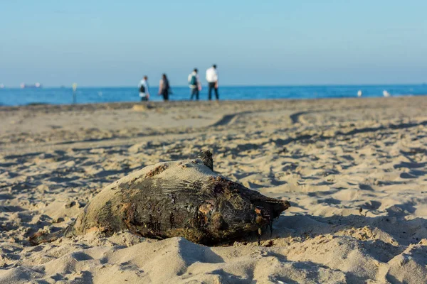 Kijkduin Haya Países Bajos Septiembre 2016 Marsopa Puerto Muerto Playa — Foto de Stock