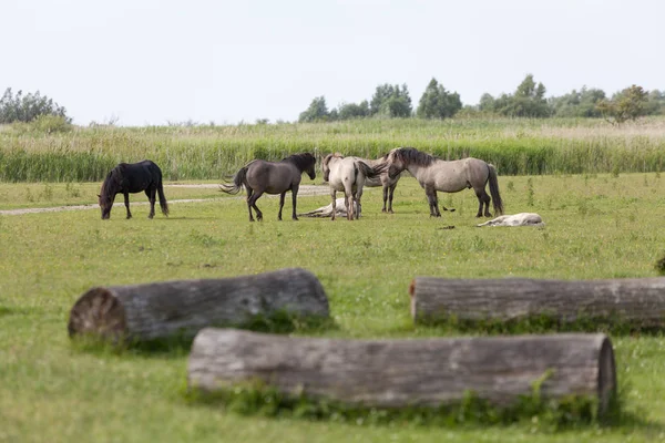 Manada Caballos Konik Oostvaardersplassen Países Bajos — Foto de Stock