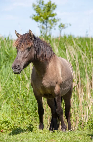 dark coloured konik horse with ears pricked forward