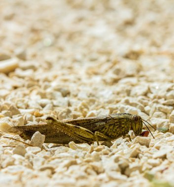 Avrupa locust kalker taş arasında yeme