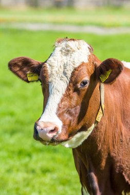 güneşli çayır'inek: portre