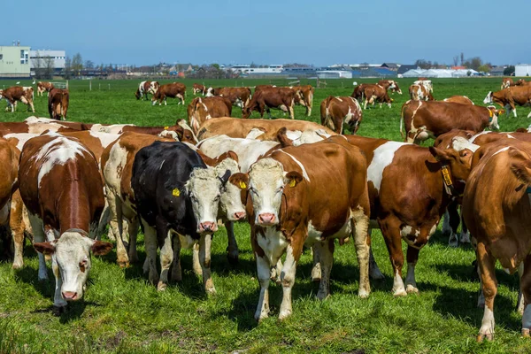Süt sığır Yeşil bir çayırda — Stok fotoğraf