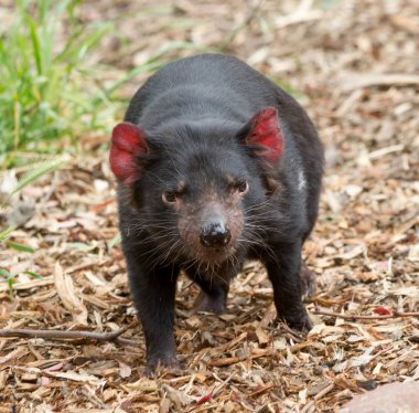 Endangered Tasmanian devil Sarcophilus harrisii clipart