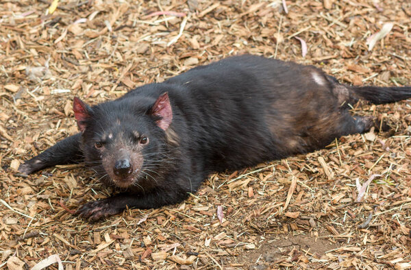 Endangered Tasmanian devil lying down