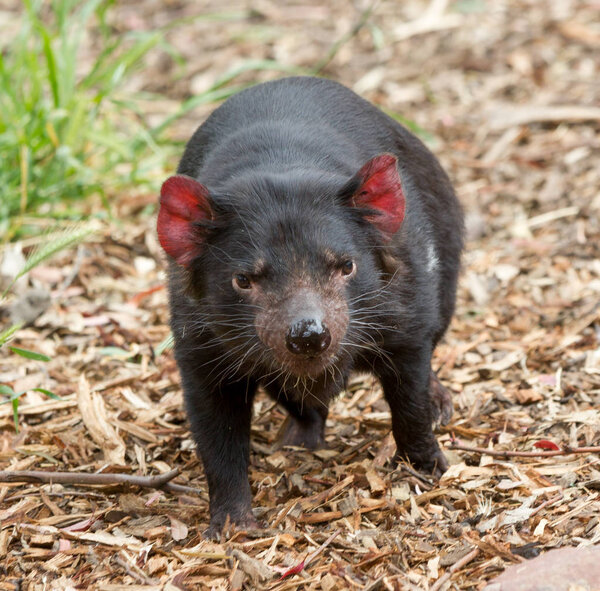 Endangered Tasmanian devil Sarcophilus harrisii