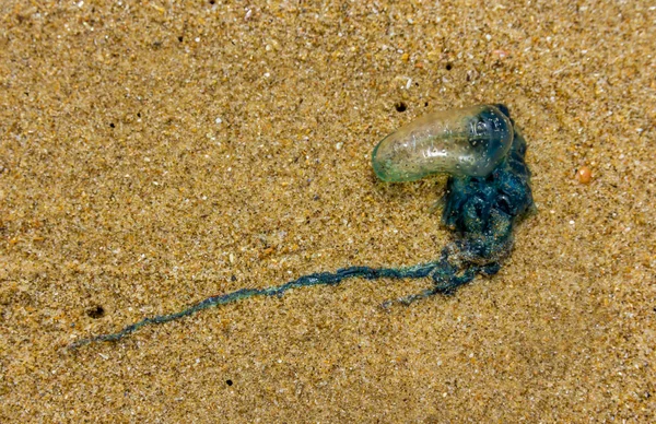 Medusas de botella azul lavadas en tierra — Foto de Stock