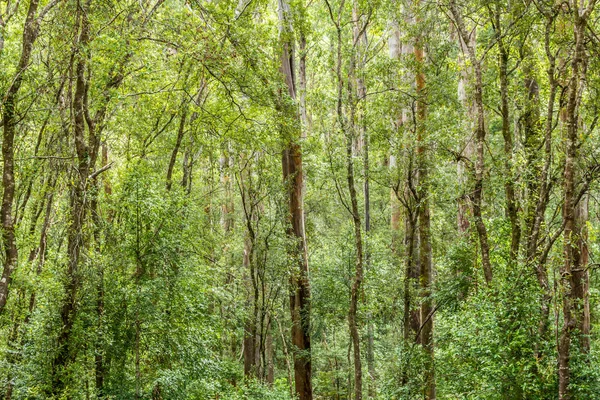 Grøn skov naturlig baggrund - Stock-foto