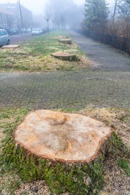 hastalıklı ağaçları banliyö sokaktan kaldırıldı 