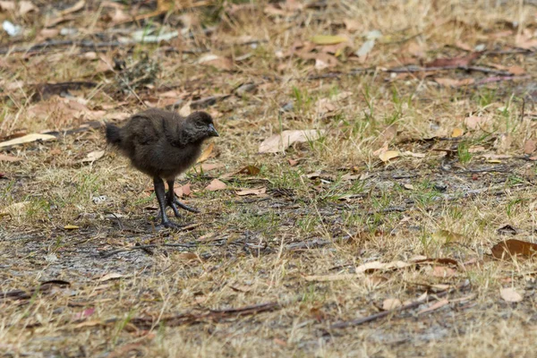 Tasmanische einheimische Hühnerküken suchen im Gras — Stockfoto