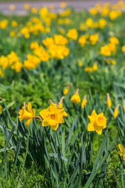 Nergis akşam ışık 