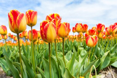 Lale Hollanda çiçek alanında büyüyen çarpıcı