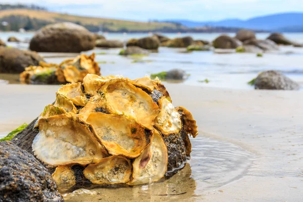Conchas de ostra de Tasmania silvestres en la roca en la playa — Foto de Stock