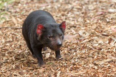 endangered marsupial Tasmanian Devil clipart