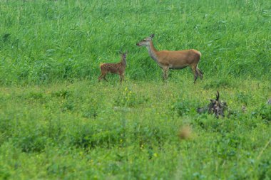 Genç kız ile kırmızı geyik ailesi 