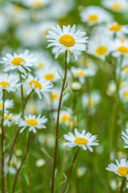 çayır Bellis lerdeki daisy kır çiçekleri tam 