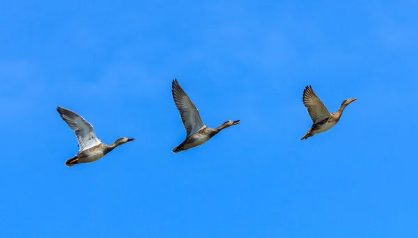 Three ducks in a row — Stock Photo, Image
