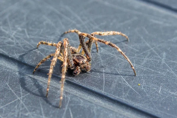 Casa araña en movimiento y activo — Foto de Stock