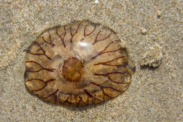 Bússola medusas lavadas em terra na praia arenosa — Fotografia de Stock