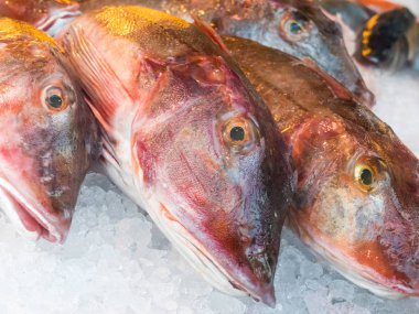Doğu Atlantik kırmızı gurnard, Chelidonichthys cuculus, bir balık pazarında Satılık