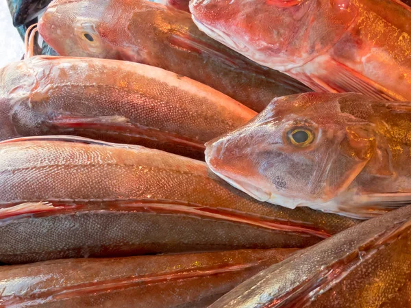 Gurnard Rojo Del Atlántico Este Chelidonichthys Cuculus Venta Mercado Pescado — Foto de Stock