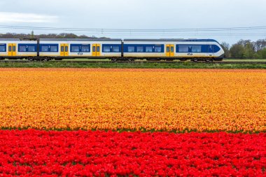 Zuid-Holland, Hollanda - 23 Nisan 2017: çiçek alanları geçen Hollandalı elektrik sprinter tren