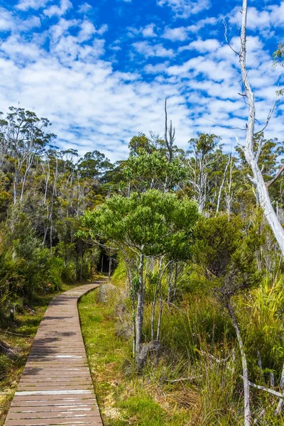 Piattaforma Legno Piedi Attraverso Natura Selvaggia Della Tasmania Presso Grotte — Foto Stock