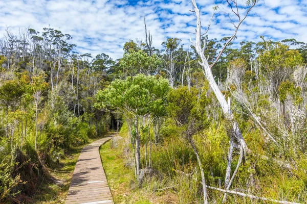 Piattaforma Legno Piedi Attraverso Natura Selvaggia Della Tasmania Presso Grotte — Foto Stock