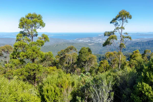 Vista Delle Pianure Attraverso Foresta Montana Monte Wellington Tasmania — Foto Stock