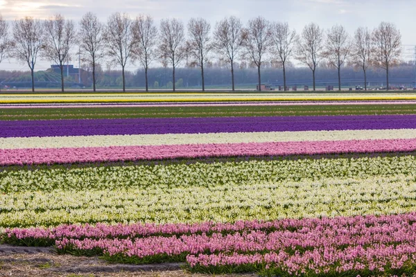 Paisagem Holandesa Primavera Colorida Brilhante Com Campo Flores Jacinto Nos — Fotografia de Stock