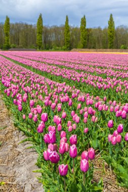 Nisan ayında Lisse etrafında güzel turuncu ve sarı renkli Lale alanı