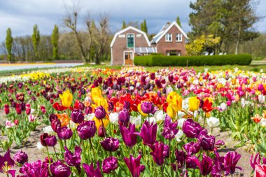 Lisse, Hollanda - 23 Nisan 2017: güzel turuncu ve sarı renkli Lale alanları etrafında Nisan ayında Lisse