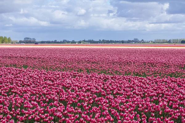 Hollandalı bahar Lale alan çiçeklenme