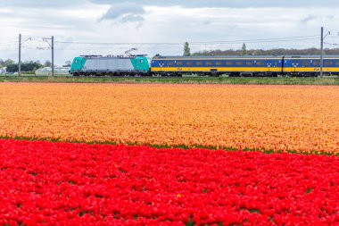 Zuid-Holland, Hollanda - 23 Nisan 2017: çiçek alanları geçen Hollandalı Elektrikli tren