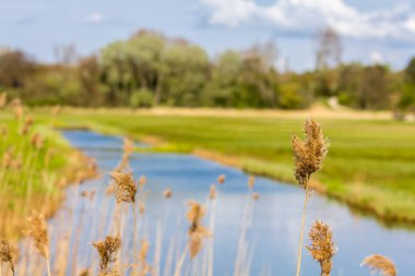 sazlık yumuşak arka plan, bir nehir ve yeşil alanlara odaklanmak ile güzel bir kırsal manzara
