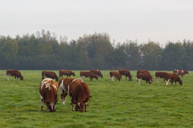kahverengi ve beyaz sığır yemyeşil yaz arazide Hollandalı alanındaki