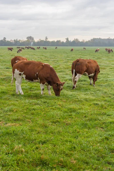 Kahverengi Beyaz Sığır Yemyeşil Yaz Arazide Hollandalı Alanındaki — Stok fotoğraf