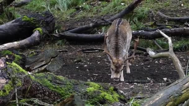 ヨーロッパの森の中のルーティングシーズン中に落ちた鹿 — ストック動画