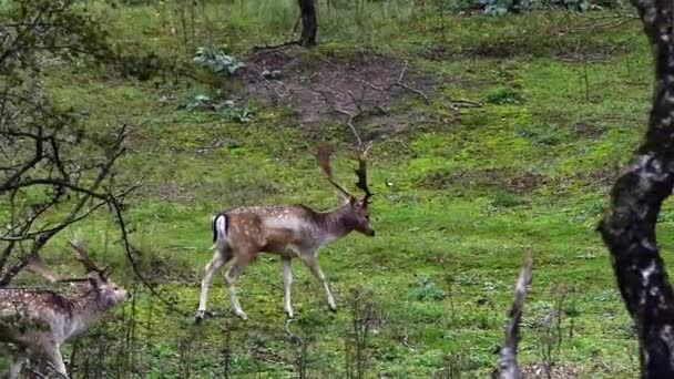 Cervi Durante Stagione Della Malga Nella Foresta Europea — Video Stock