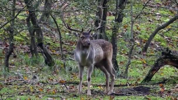 在欧洲森林的腐坏季节 休耕的鹿群在咆哮和咆哮 — 图库视频影像
