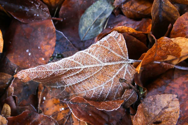 Frost Covered Leaf Cold Snap Bed Forest Leaf Litter Stock Picture