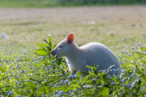 Albino Bennett Wallaby Bruny Island Royalty Free Stock Images