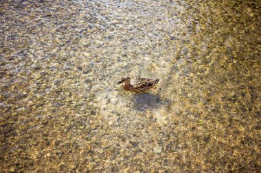 bir akış Yüzme ördek