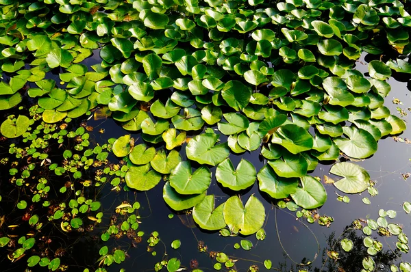 Lilie v rybníku — Stock fotografie