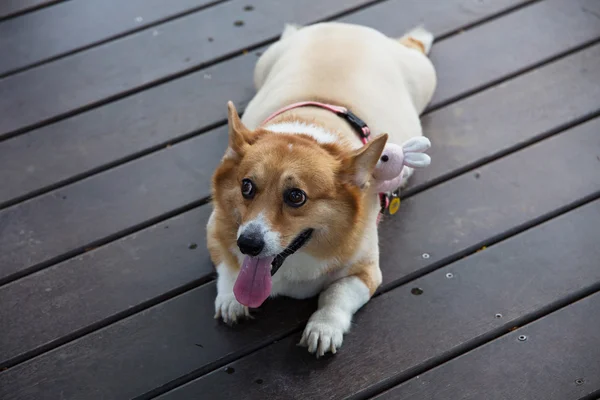 Portrait of a cute fat dog — Stock Photo, Image