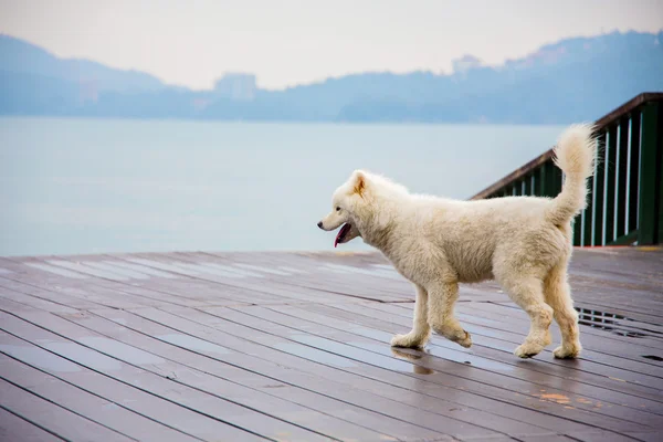 Cane vicino al lago — Foto Stock