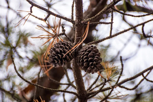 Dos bellotas sobre un pino — Foto de Stock