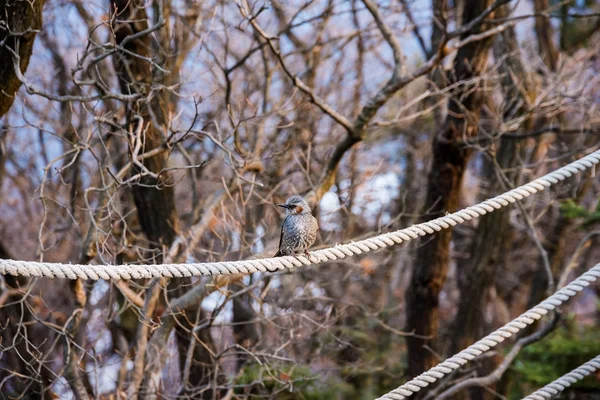 Bird sitting on a rope Stock Image