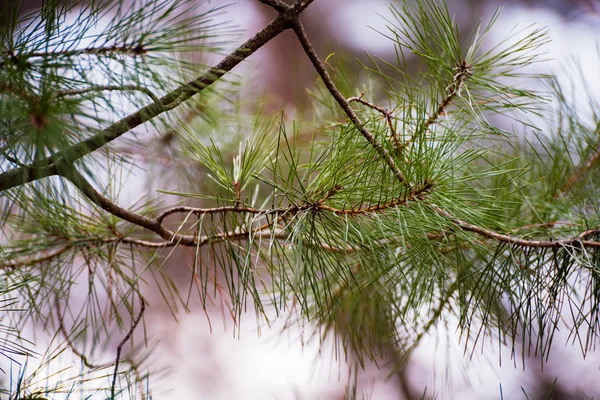 Een close-up van een pijnboom Stockfoto