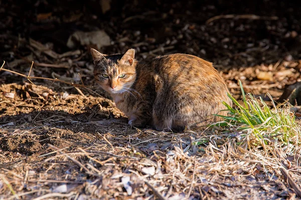 Wilde verdwaalde kat in een bos Rechtenvrije Stockafbeeldingen